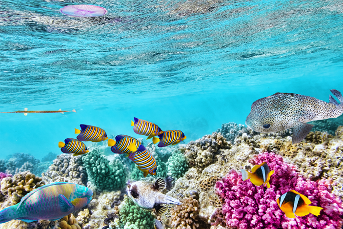 Things To Do At The Great Barrier Reef