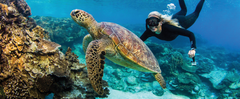 Spectacular Snorkelling Spots On Australia S East Coast Fitzroy Island