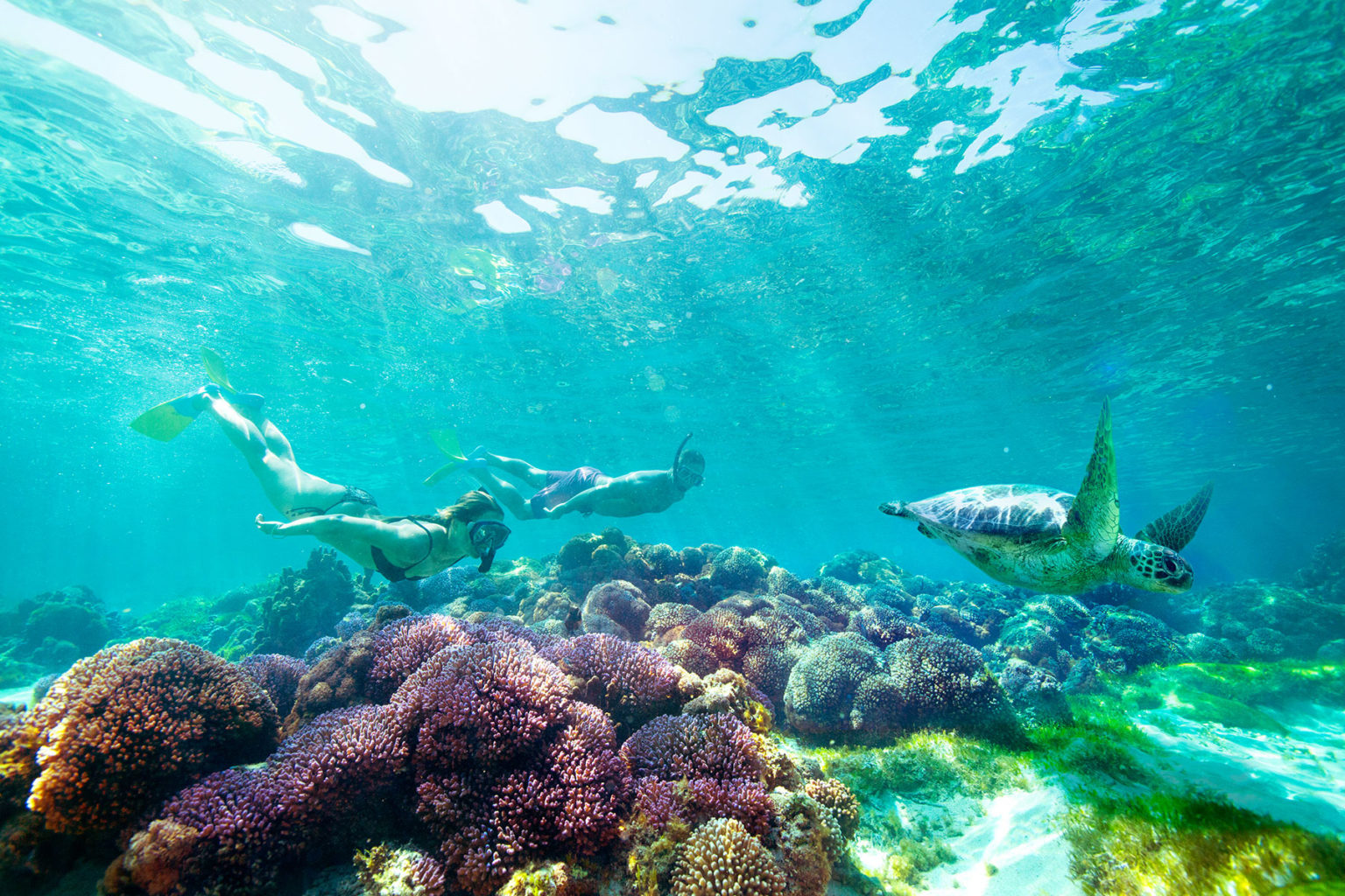 8 Spectacular Snorkelling Spots on Australia's East Coast | Fitzroy Island