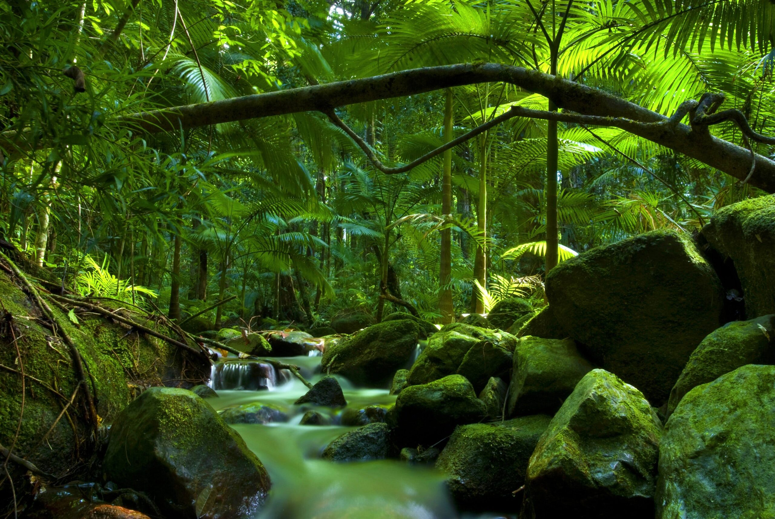 4 Stunning Rainforest Walks You Can't Miss Near Cairns | Fitzroy Island